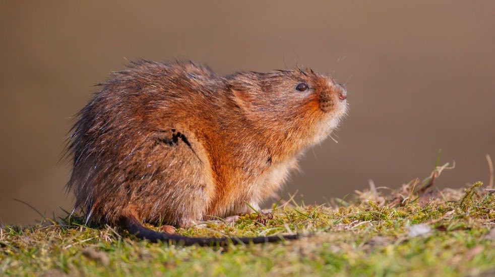 Rodent